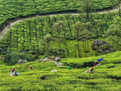 3-days-munnar-top-places-to-visit-header-munnar-tourism.jpg 3-days-munnar-top-places-to-visit-header-munnar-tourism.jpg